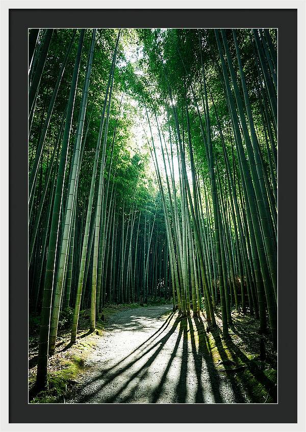 Serene Stroll Through Arashiyama Bamboo