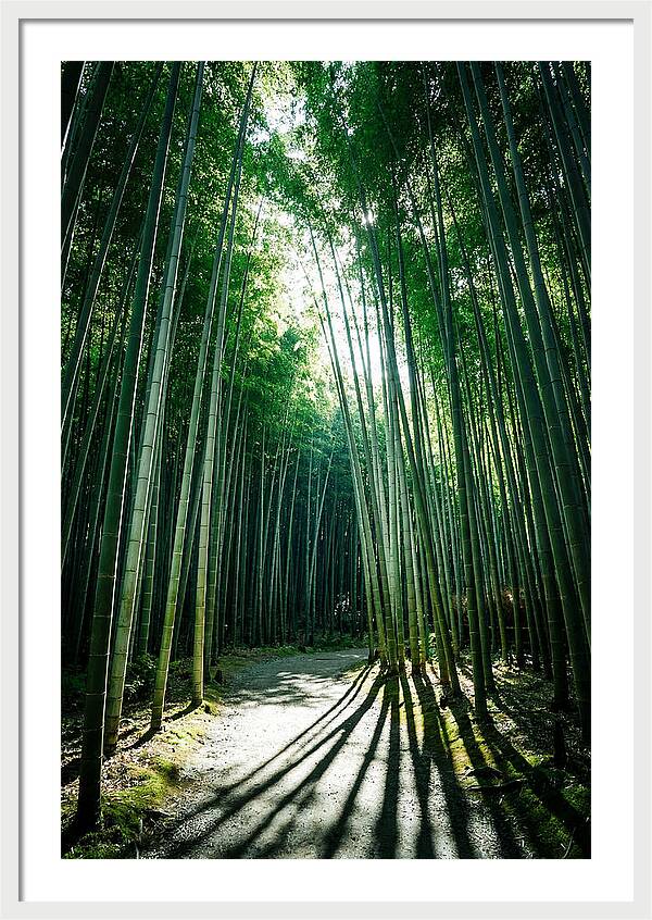 Serene Stroll Through Arashiyama Bamboo