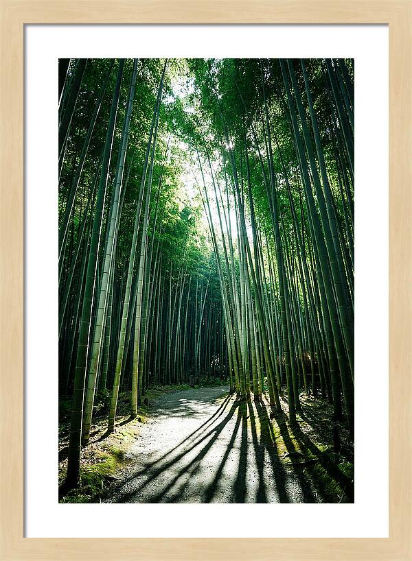 Serene Stroll Through Arashiyama Bamboo