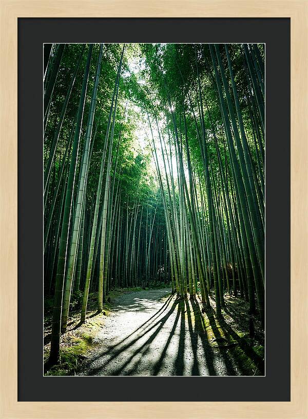 Serene Stroll Through Arashiyama Bamboo