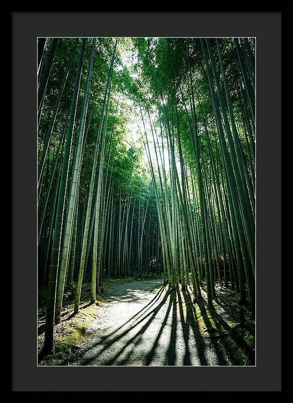 Serene Stroll Through Arashiyama Bamboo
