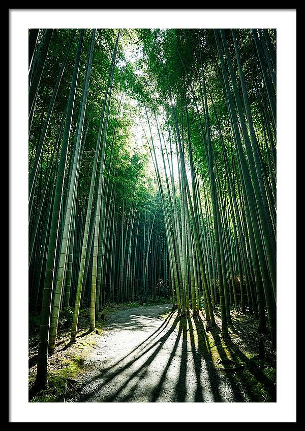 Serene Stroll Through Arashiyama Bamboo