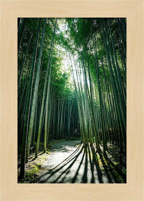 Serene Stroll Through Arashiyama Bamboo
