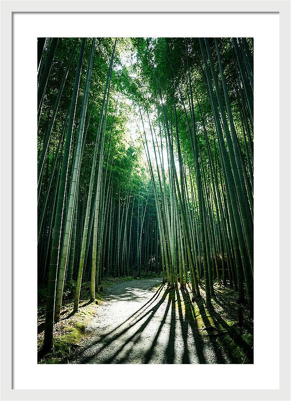 Serene Stroll Through Arashiyama Bamboo