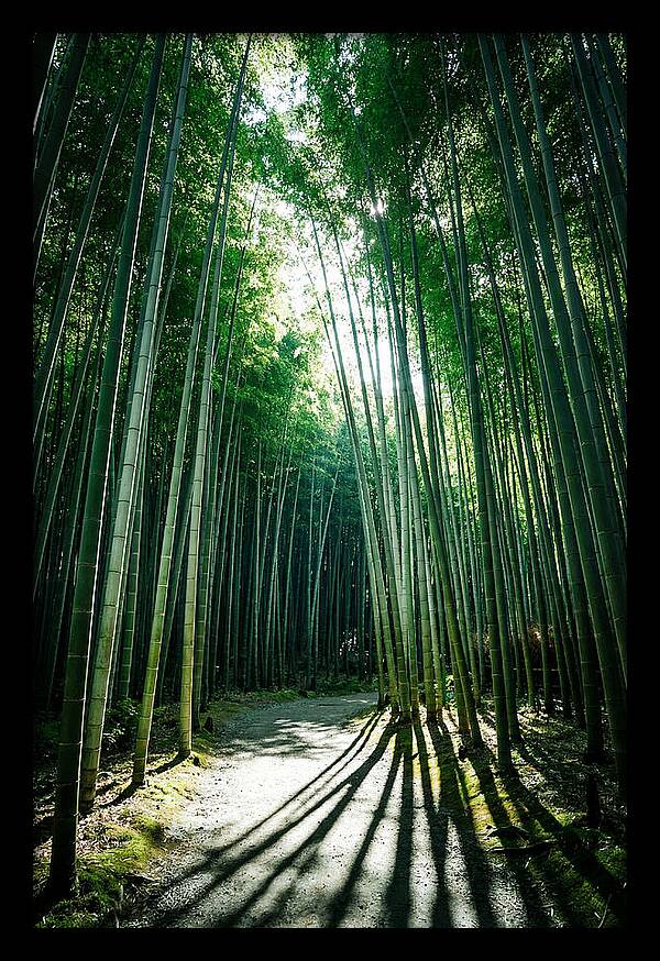 Serene Stroll Through Arashiyama Bamboo