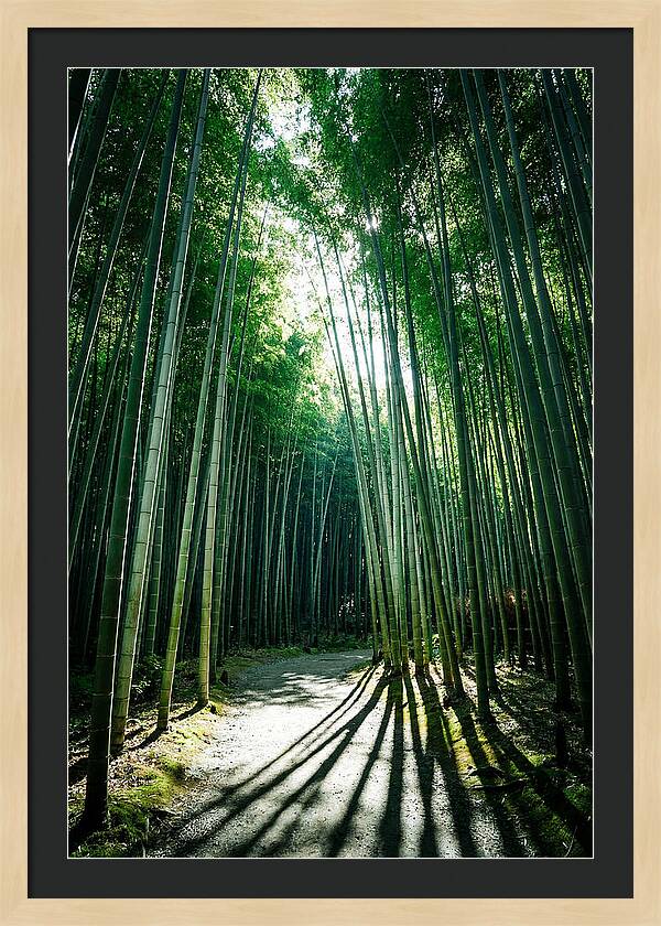 Serene Stroll Through Arashiyama Bamboo