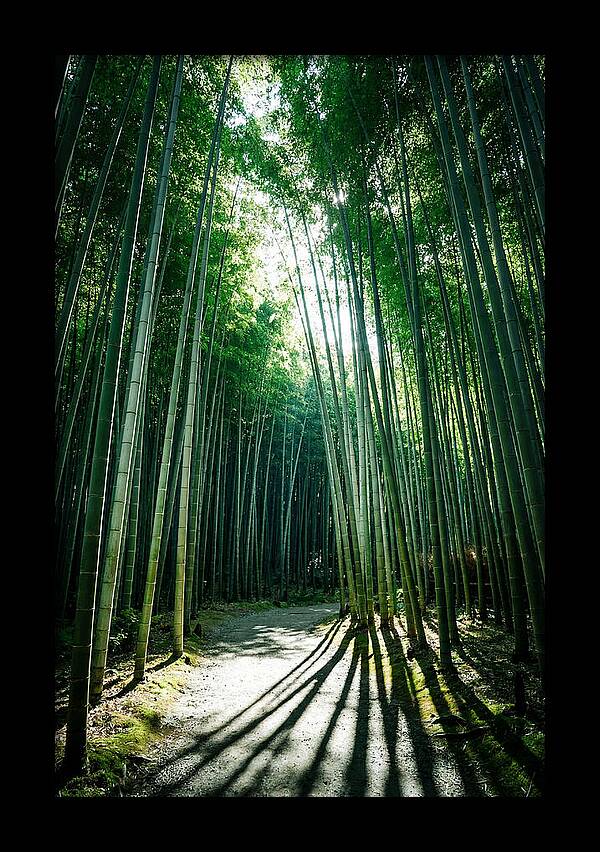 Serene Stroll Through Arashiyama Bamboo