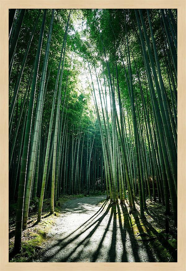Serene Stroll Through Arashiyama Bamboo