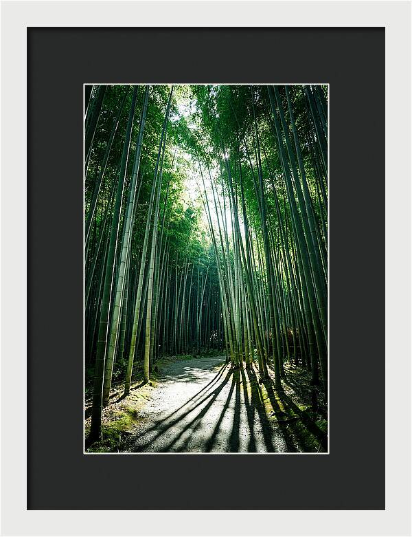 Serene Stroll Through Arashiyama Bamboo