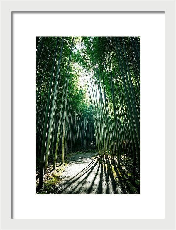 Serene Stroll Through Arashiyama Bamboo