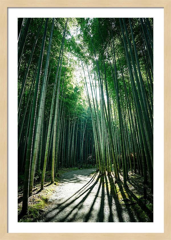 Serene Stroll Through Arashiyama Bamboo