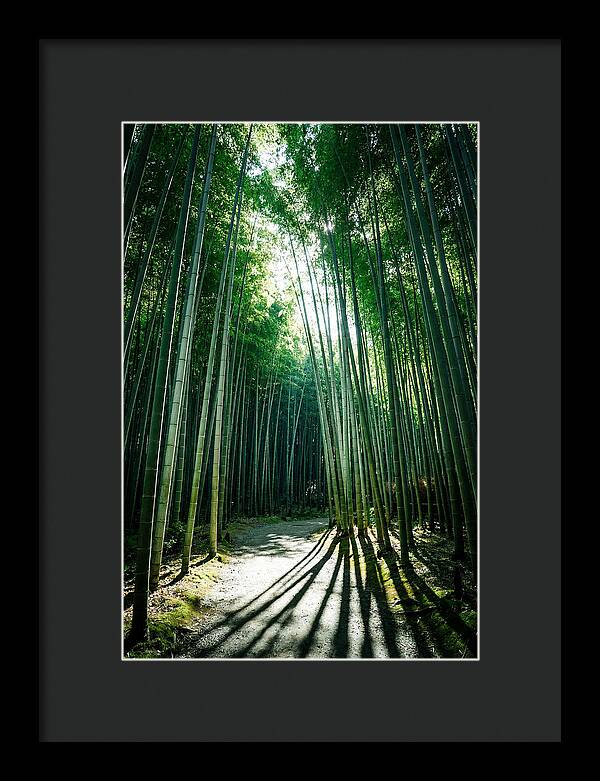 Serene Stroll Through Arashiyama Bamboo