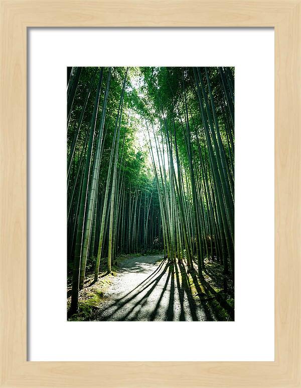 Serene Stroll Through Arashiyama Bamboo