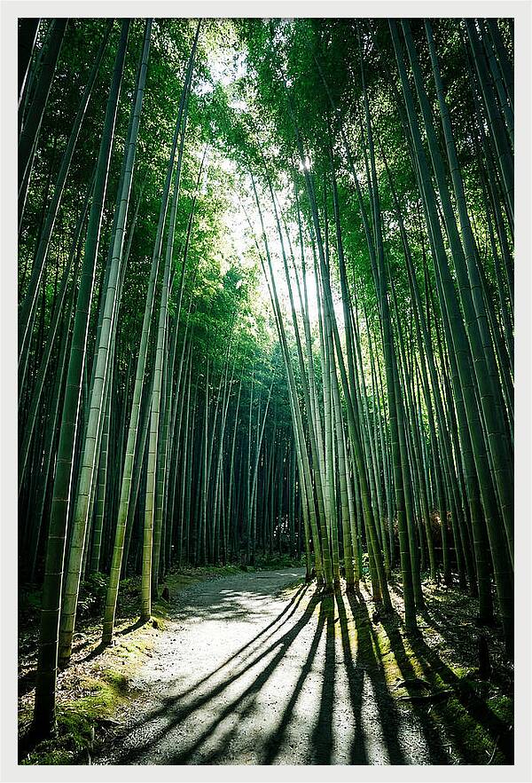 Serene Stroll Through Arashiyama Bamboo