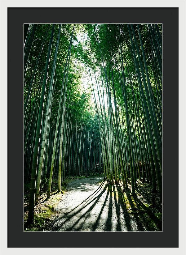 Serene Stroll Through Arashiyama Bamboo