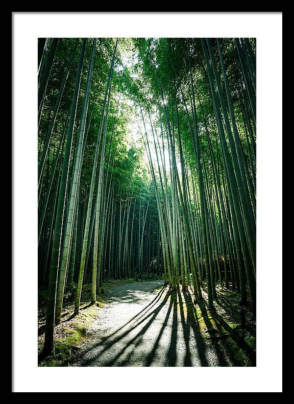 Serene Stroll Through Arashiyama Bamboo