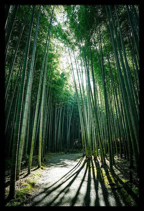 Serene Stroll Through Arashiyama Bamboo