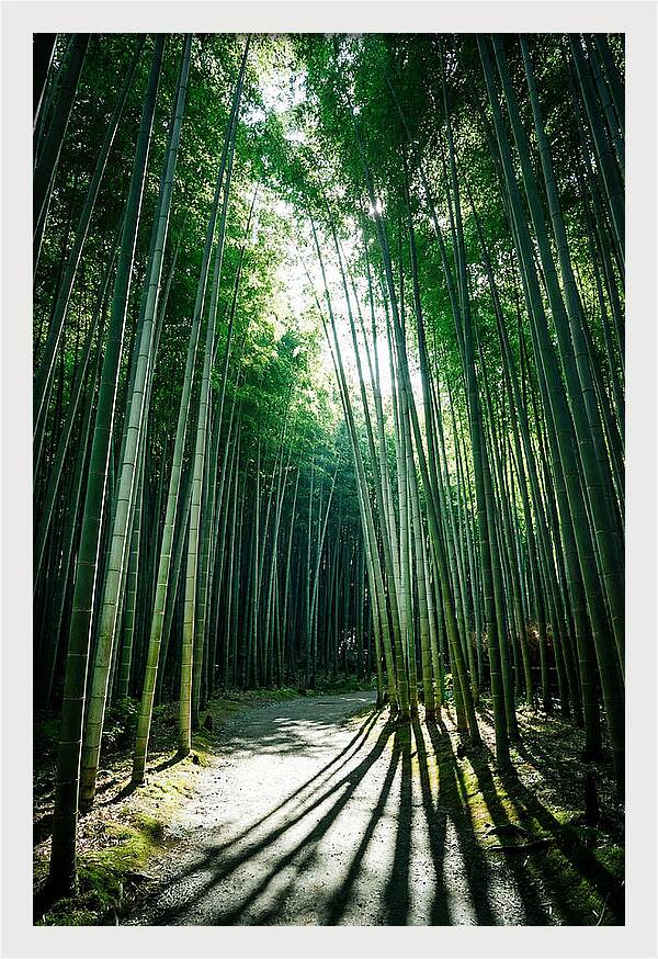 Serene Stroll Through Arashiyama Bamboo