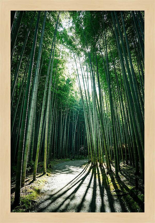 Serene Stroll Through Arashiyama Bamboo