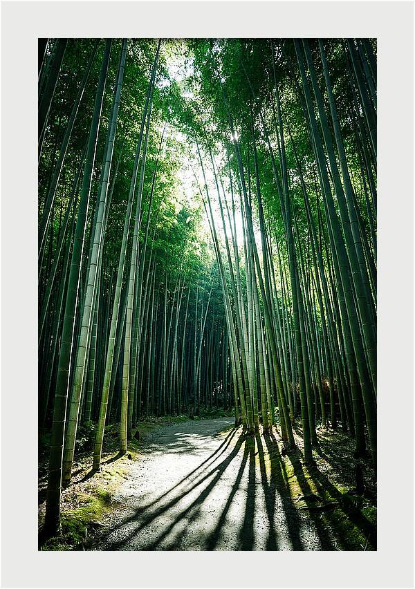 Serene Stroll Through Arashiyama Bamboo
