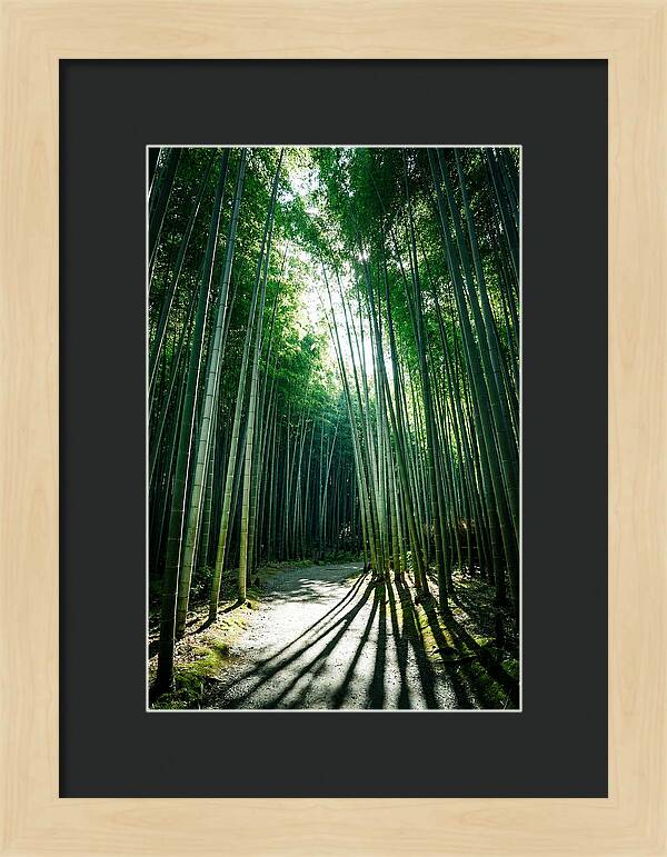 Serene Stroll Through Arashiyama Bamboo