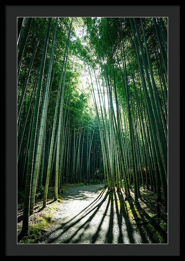 Serene Stroll Through Arashiyama Bamboo