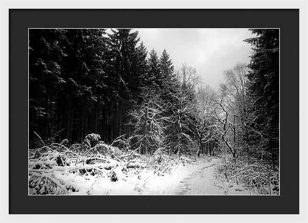 Serene Winter Scene In The Black Forest