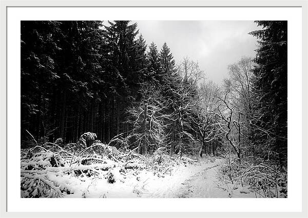 Serene Winter Scene In The Black Forest
