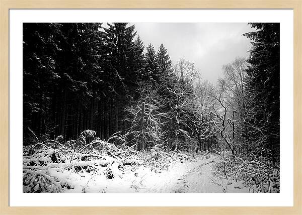 Serene Winter Scene In The Black Forest