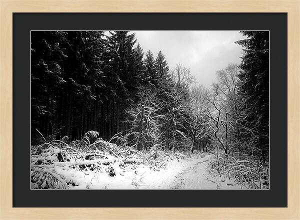 Serene Winter Scene In The Black Forest