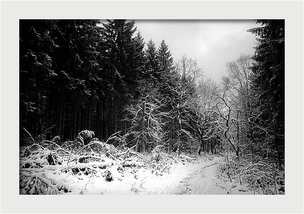 Serene Winter Scene In The Black Forest