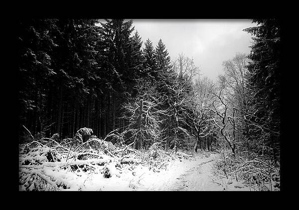 Serene Winter Scene In The Black Forest