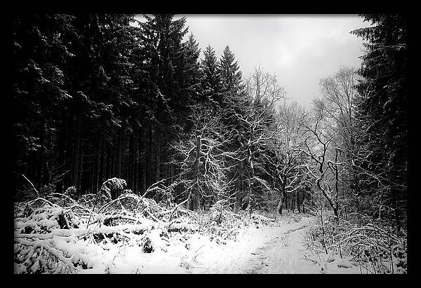 Serene Winter Scene In The Black Forest