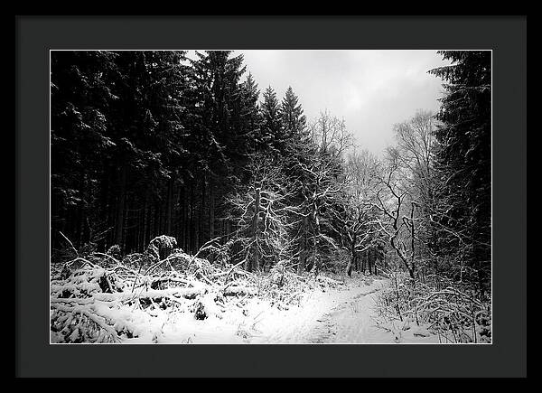 Serene Winter Scene In The Black Forest