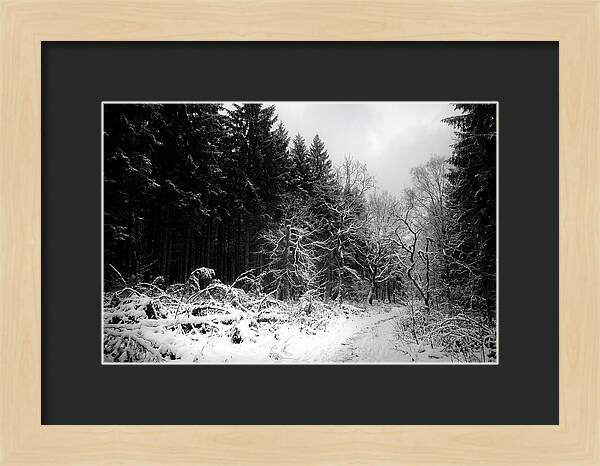 Serene Winter Scene In The Black Forest