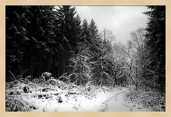 Serene Winter Scene In The Black Forest