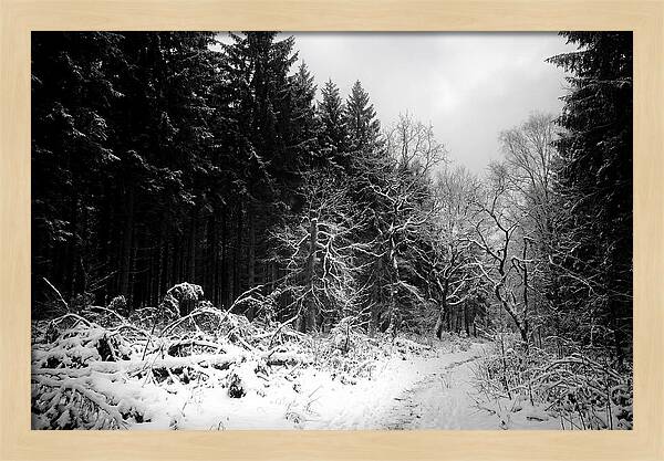 Serene Winter Scene In The Black Forest