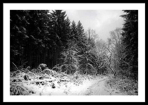 Serene Winter Scene In The Black Forest