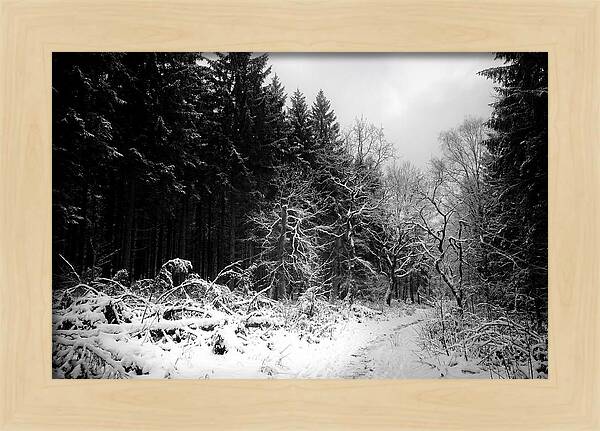 Serene Winter Scene In The Black Forest
