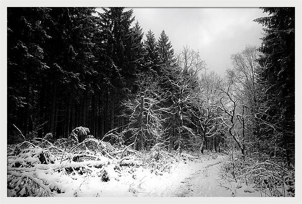 Serene Winter Scene In The Black Forest