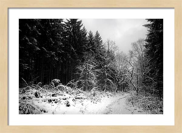 Serene Winter Scene In The Black Forest