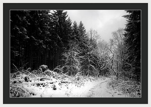 Serene Winter Scene In The Black Forest