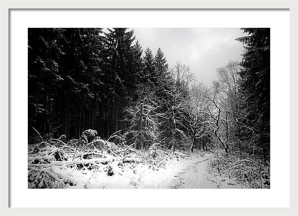 Serene Winter Scene In The Black Forest