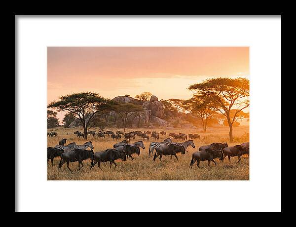 Serengeti Migration At Dusk