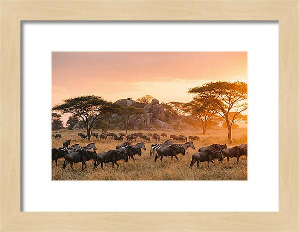 Serengeti Migration At Dusk