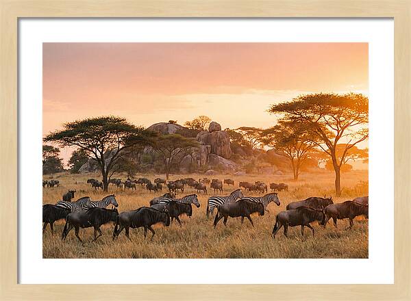 Serengeti Migration At Dusk
