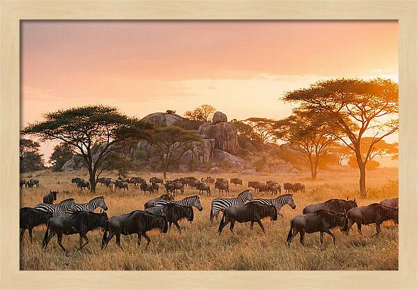 Serengeti Migration At Dusk