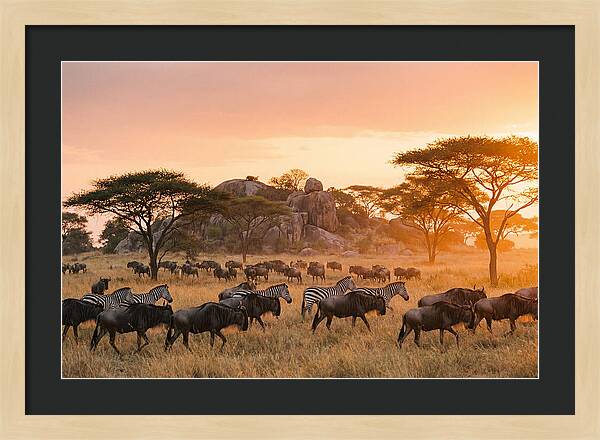 Serengeti Migration At Dusk