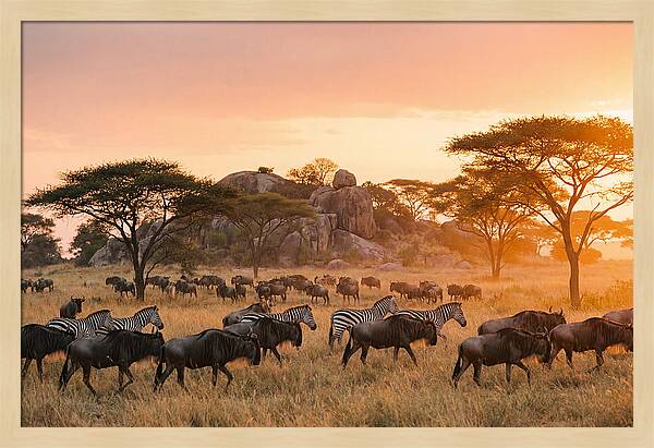 Serengeti Migration At Dusk