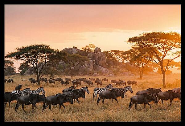 Serengeti Migration At Dusk